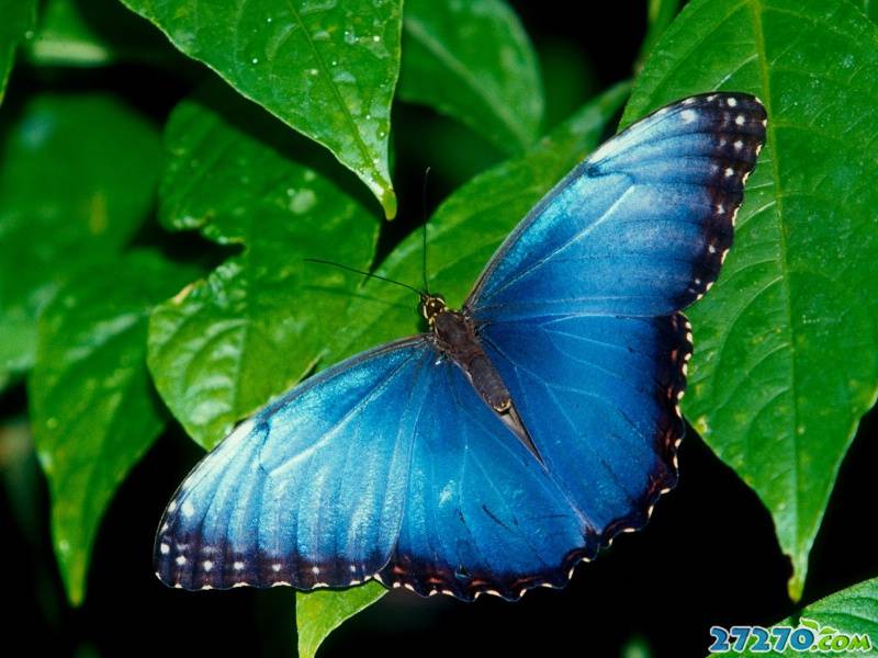 点击大图看下一张：翩翩起舞的蝴蝶