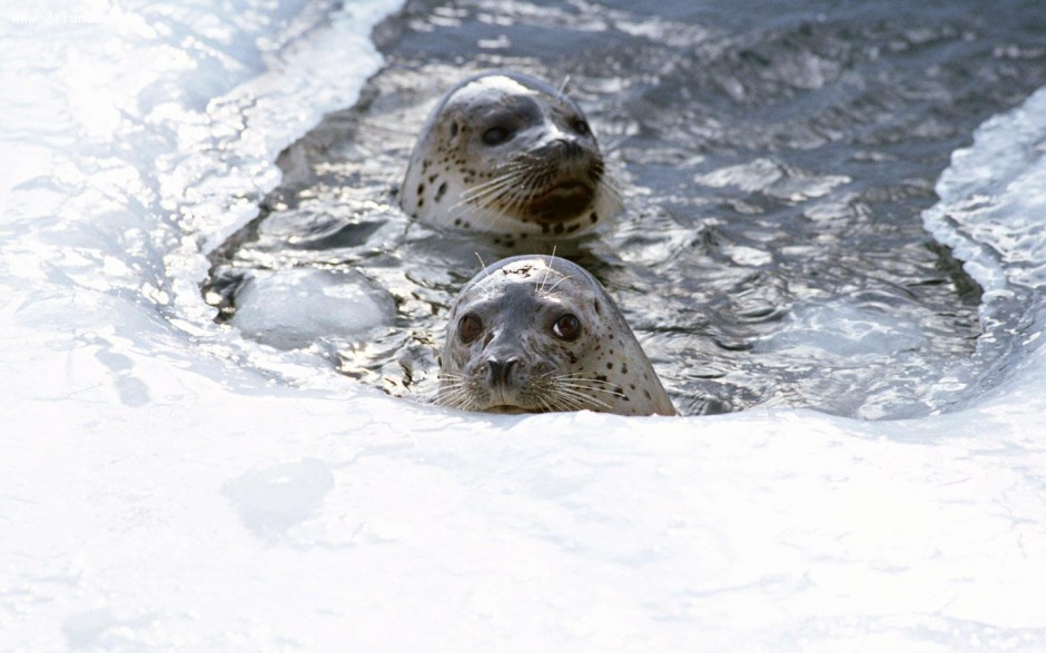 点击大图看下一张：顽皮聪明的南极海豹图片