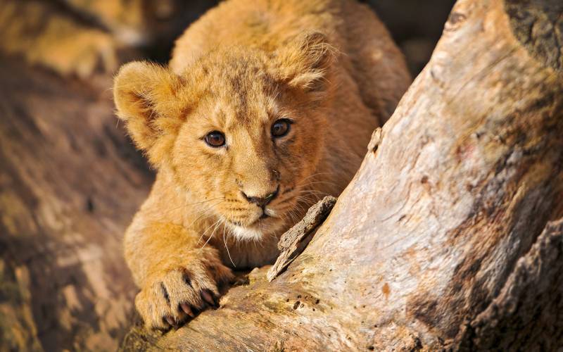 点击大图看下一张：凶猛野生动物狮子图片