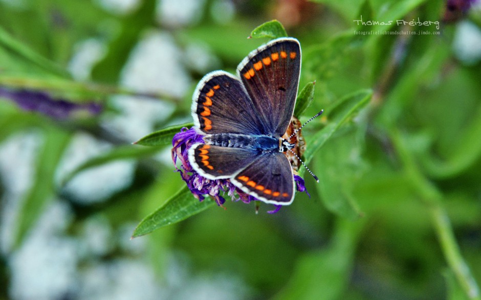 点击大图看下一张：高清蝴蝶摄影图片欣赏