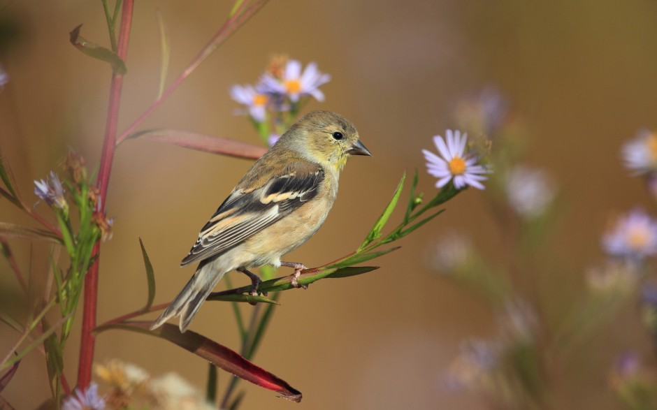 点击大图看下一张：漂亮的小型鸟类春天花园可爱写真
