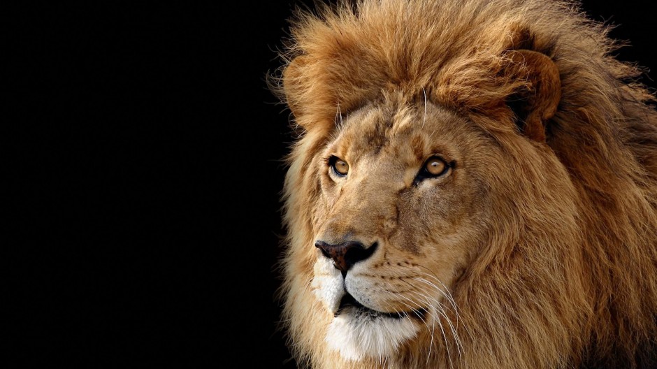 点击大图看下一张：百兽之王非洲狮子高清摄影图片