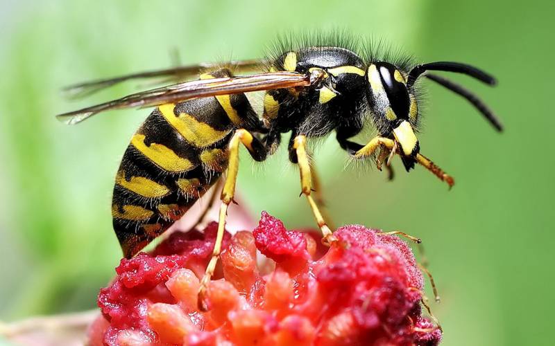 点击大图看下一张：辛勤采蜜的小蜜蜂高清晰图片