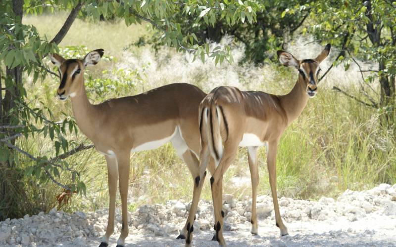 点击大图看下一张：动物世界南海子麋鹿苑高清图片