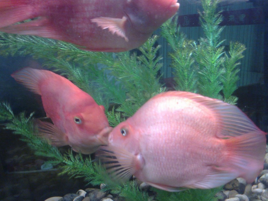 点击大图看下一张：浅红色的接吻鱼精美图片