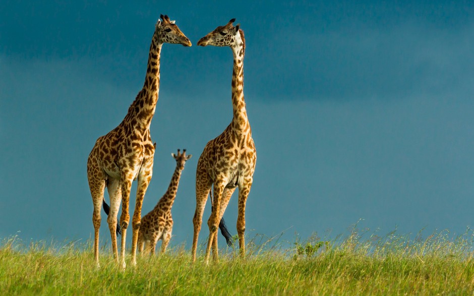 点击大图看下一张：长颈鹿图片大全可爱浪漫