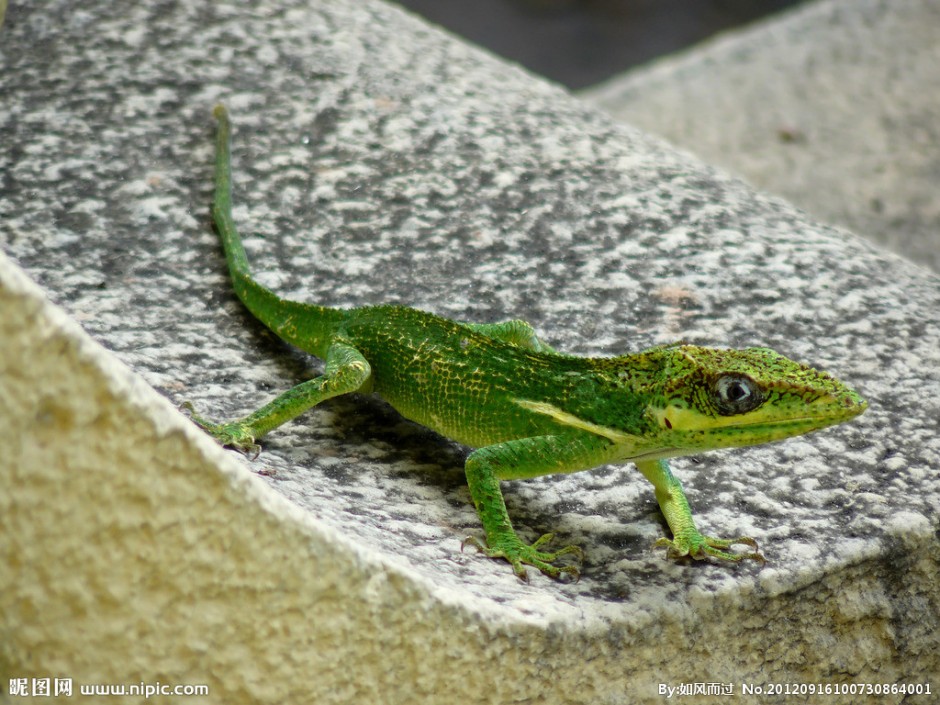 点击大图看下一张：色彩艳丽的冷血动物绿蜥蜴图片