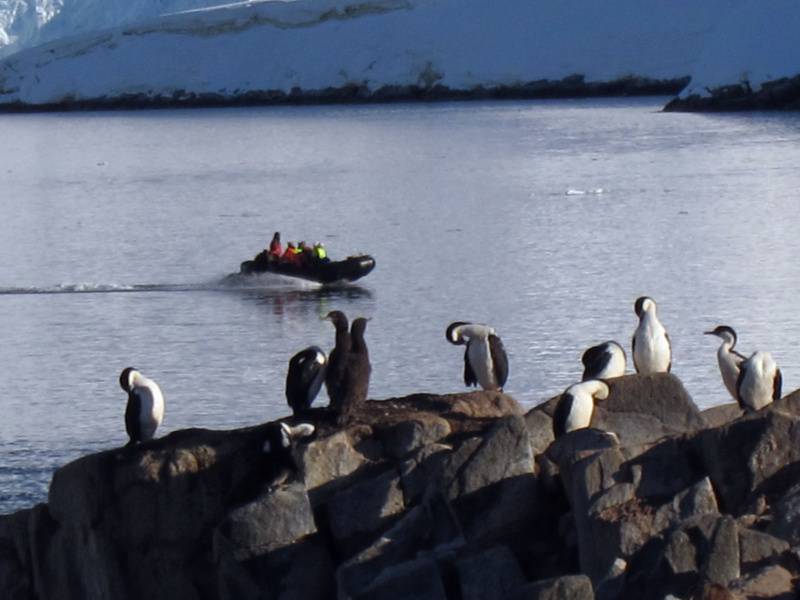 点击大图看下一张：网友提供南极企鹅高清图片