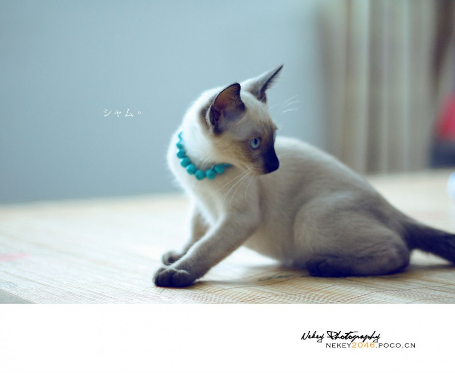 点击大图看下一张：泰国猫暹罗猫机智灵活图片
