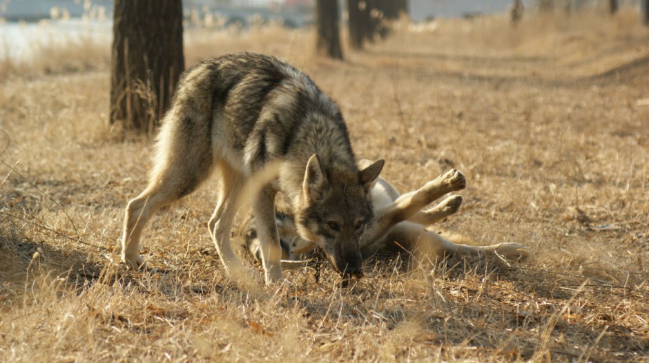 点击大图看下一张：捷克狼犬野外狩猎图片