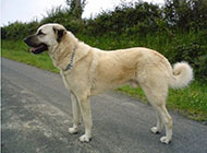 土耳其著名猛犬坎高犬图片
