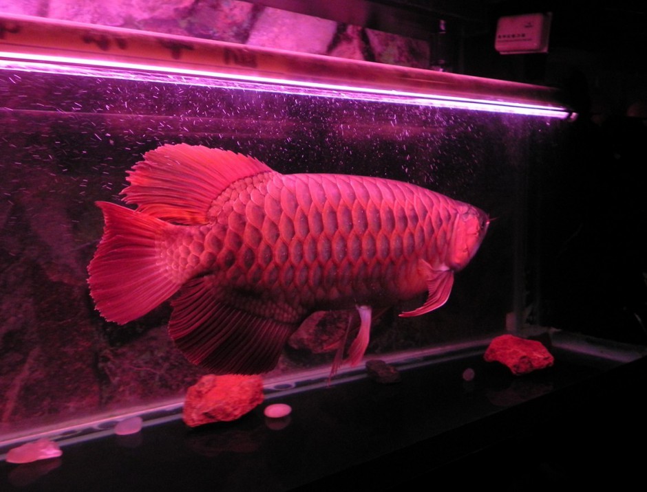 点击大图看下一张：最贵的风水鱼红龙鱼图片