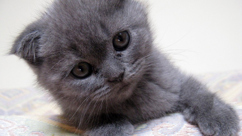点击大图看下一张：苏格兰折耳猫图片表情呆萌可爱