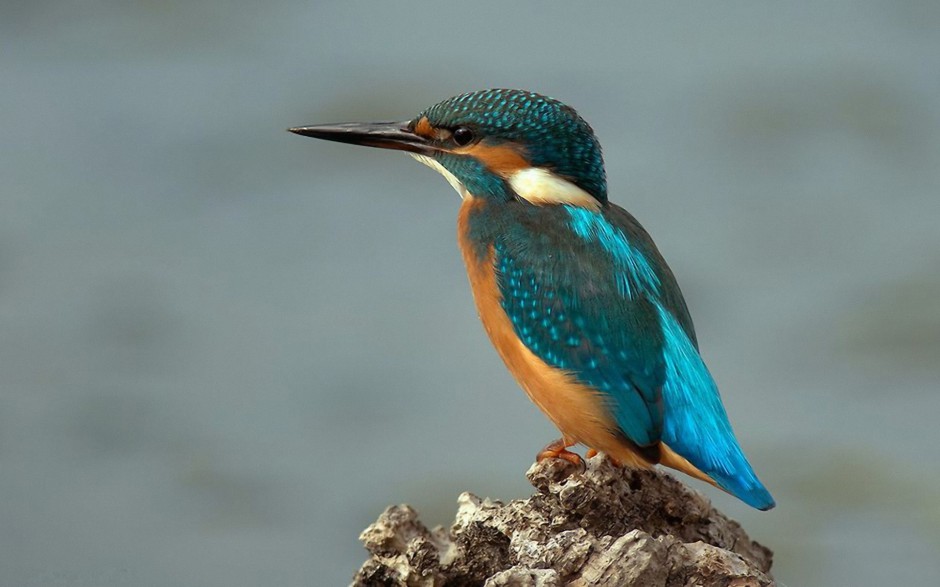 点击大图看下一张：蓝翡翠鸟池塘捕食图片特写
