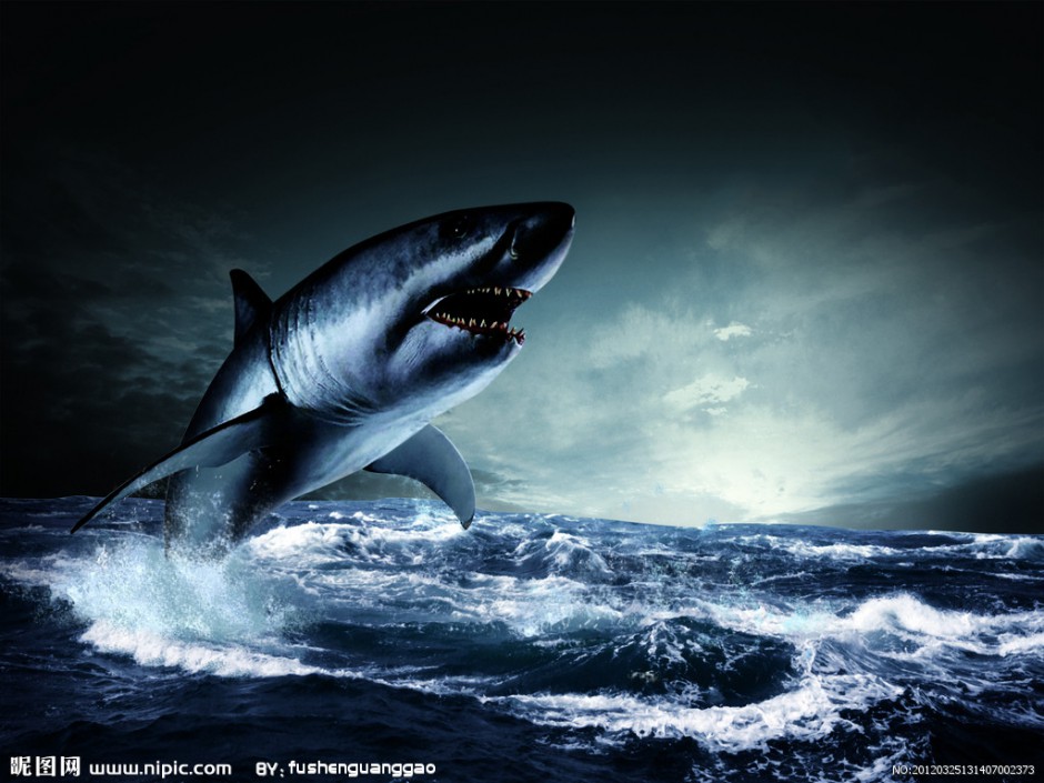 点击大图看下一张：巨型大白鲨鱼牙齿锋利图片