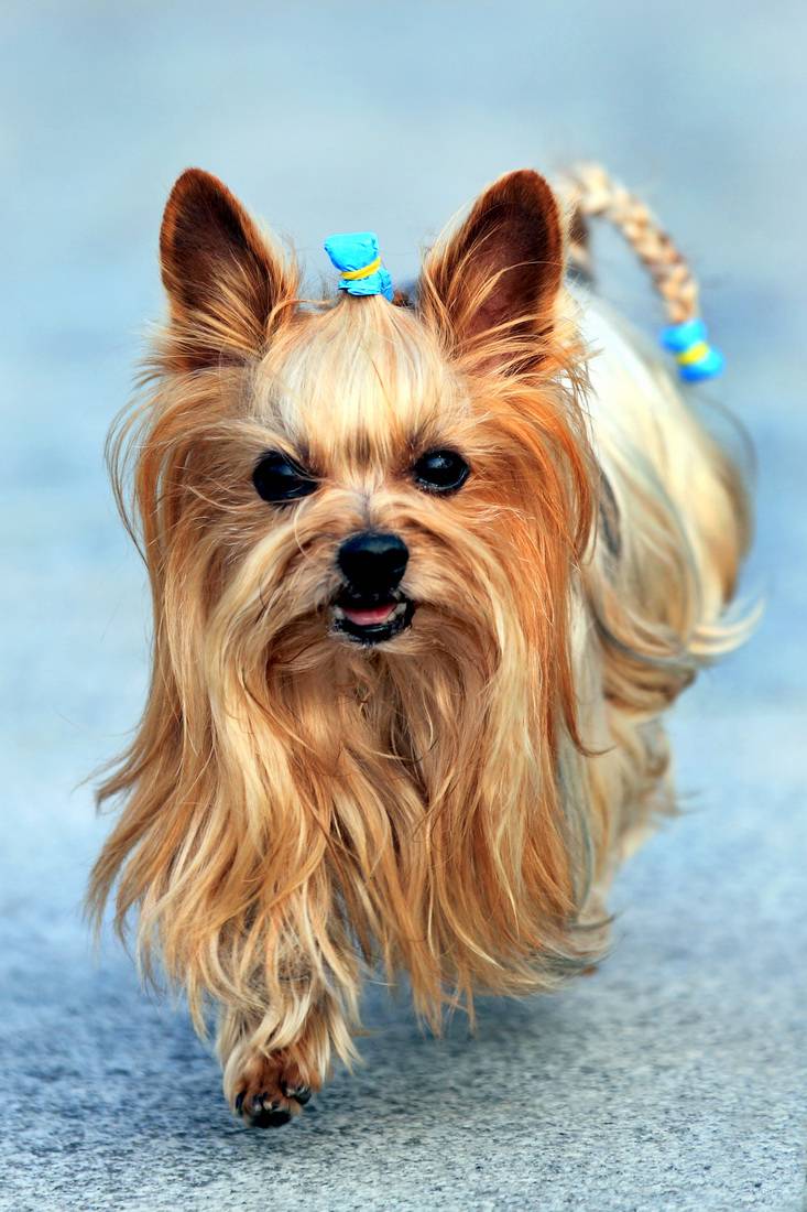 点击大图看下一张：呆萌迷人的狗狗约克夏图片