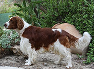 史宾格犬悠闲散步图片