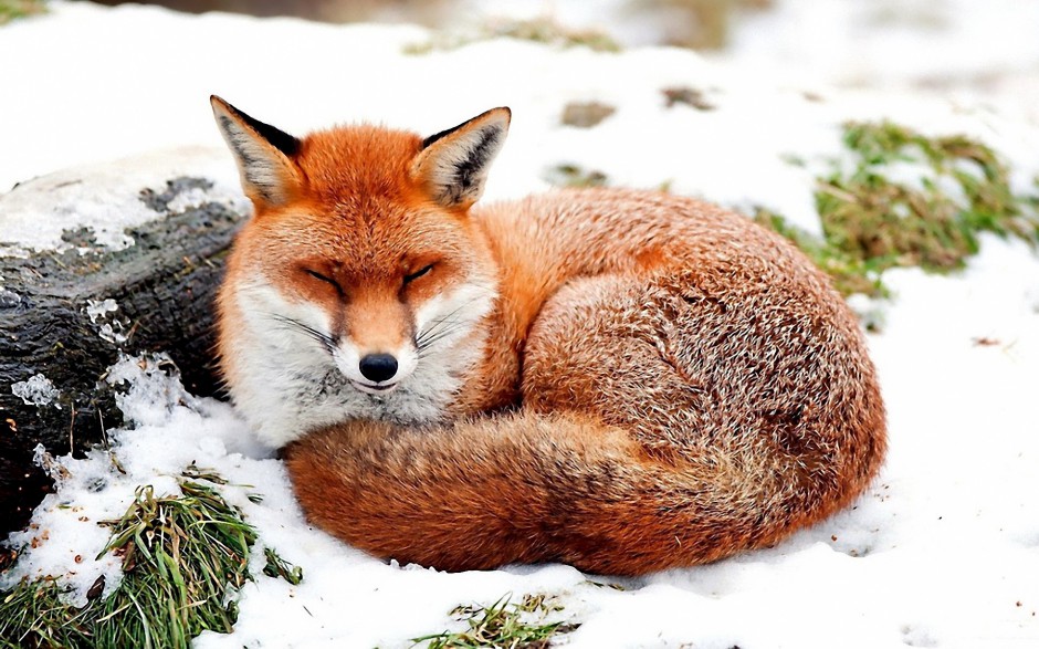 点击大图看下一张：狡猾的可爱狐狸图片