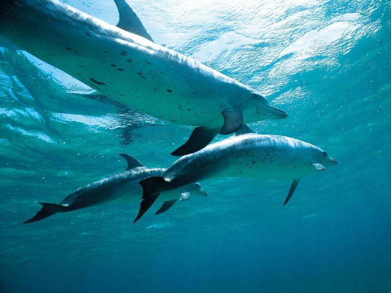 点击大图看下一张：海洋中爱嬉闹的海豚图片