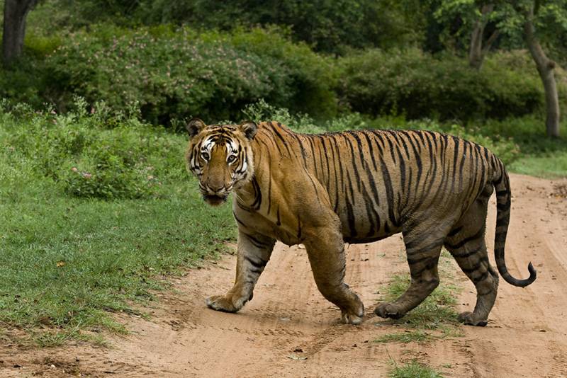 点击大图看下一张：沉稳霸气的森林野兽孟加拉虎图片