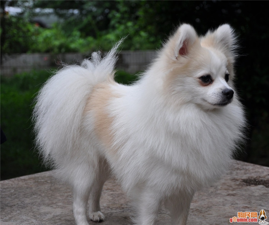 点击大图看下一张：小巧玲珑的日本狐狸犬图片