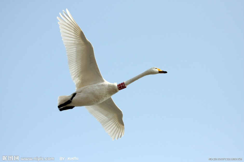 点击大图看下一张：展翅欲飞的大白天鹅图片