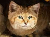 可爱小巧的沙丘猫高清图集