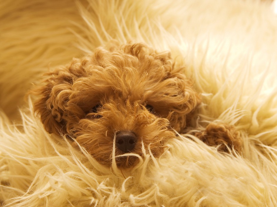 点击大图看下一张：小巧呆萌的棕色玩具贵宾犬图片