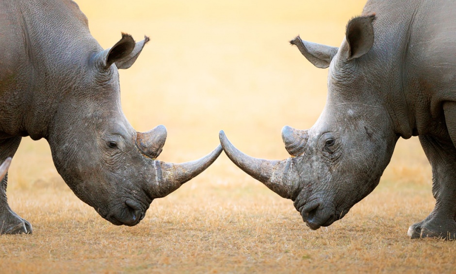 点击大图看下一张：非洲黑犀牛野生动物图片