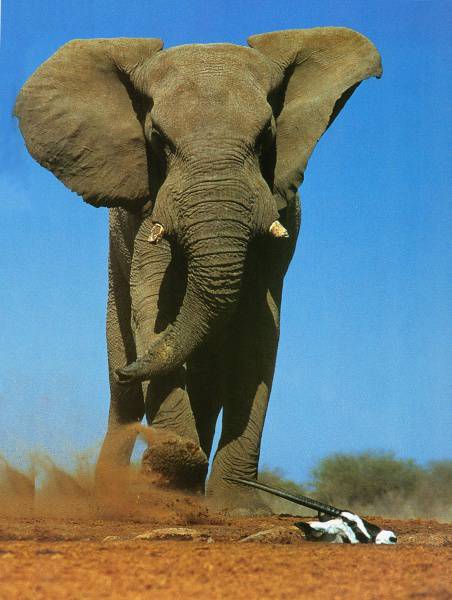 点击大图看下一张：网友拍摄大象打架高清图片