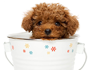 超萌可爱的小狗茶杯犬图片
