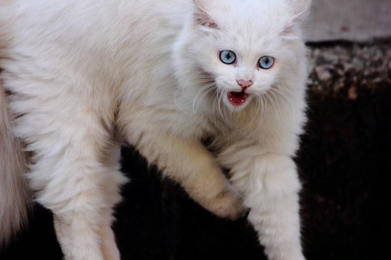 点击大图看下一张：长毛蓝眼白猫凶狠表情图片