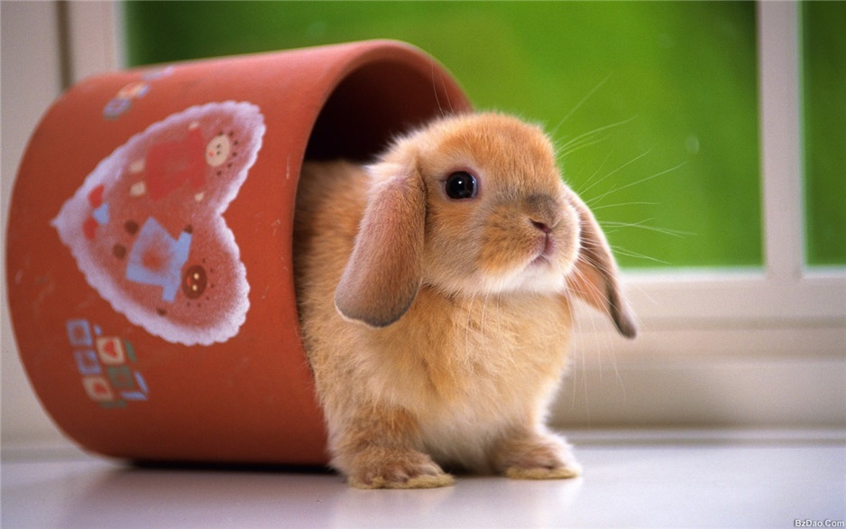 点击大图看下一张：精选可爱萌萌的小兔子高清图片