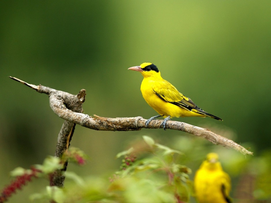 点击大图看下一张：安静优雅的金黄鹂鸟图片
