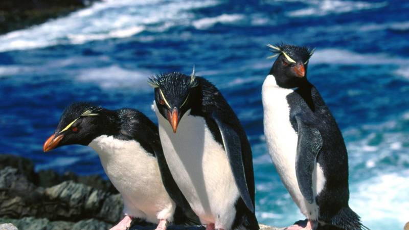 点击大图看下一张：南极企鹅呆萌可爱写真图集欣赏