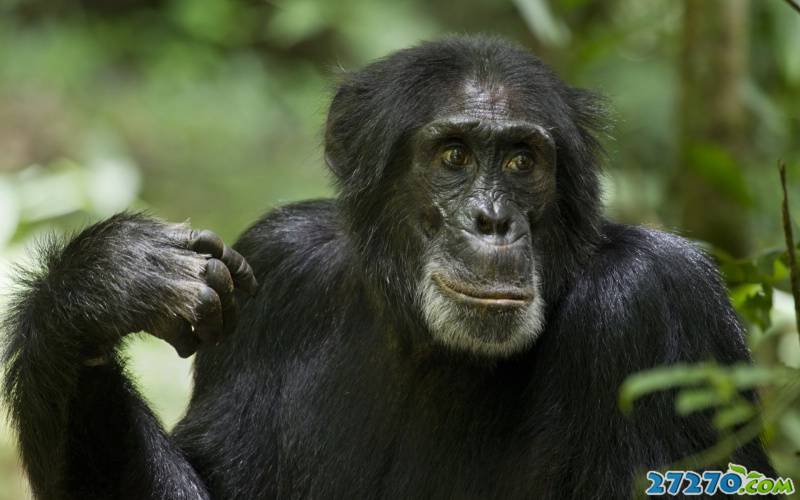 点击大图看下一张：外拍森林 黑猩猩