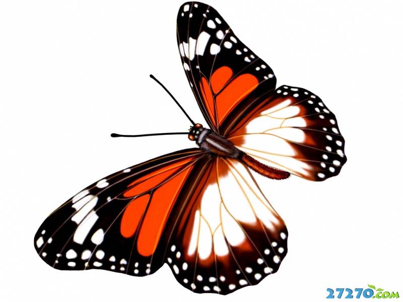 点击大图看下一张：美丽七彩翅膀 花蝴蝶