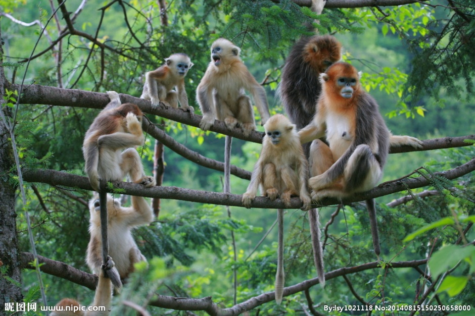 点击大图看下一张：川金丝猴森林摄影图片