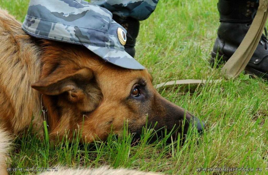 点击大图看下一张：警犬草地训练休息图片