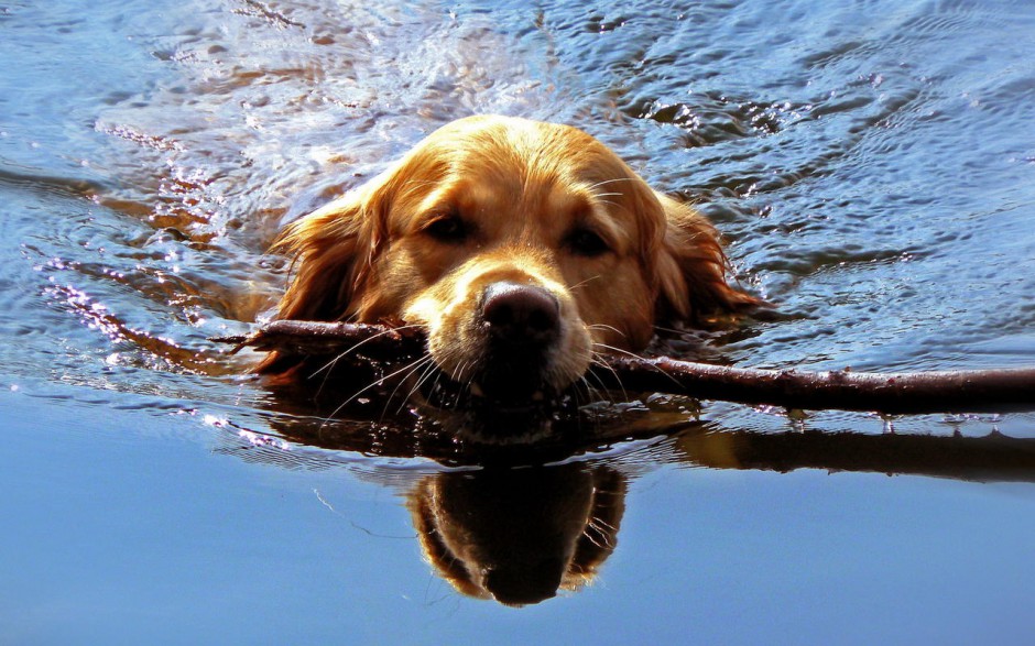 点击大图看下一张：纯种金毛寻回犬狗狗游泳图片
