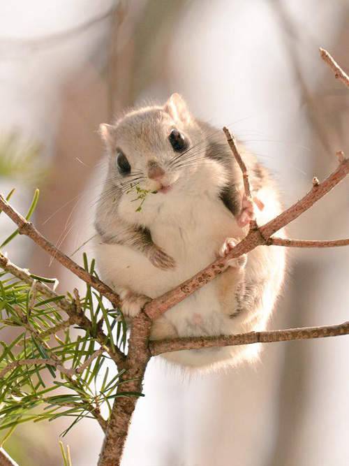 点击大图看下一张:超可爱的小飞鼠图片大全