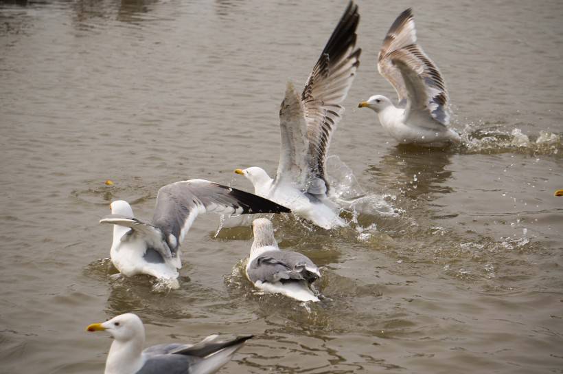 点击大图看下一张：鸟类图片大全水中游玩的海鸥