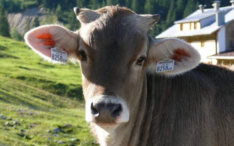 点击大图看下一张：温顺可爱的草原牛群图片