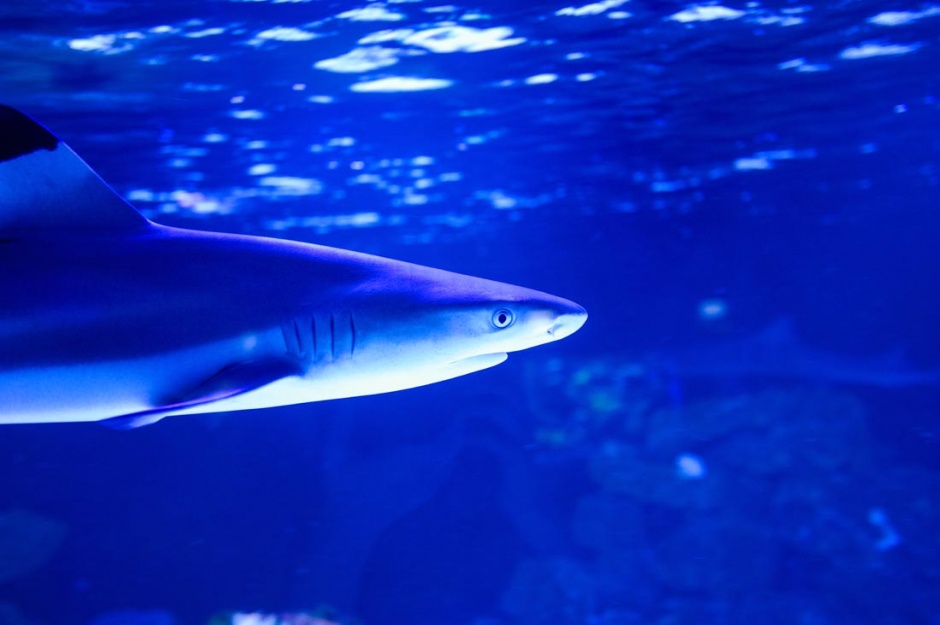 点击大图看下一张：海底凶猛的鲨鱼图片