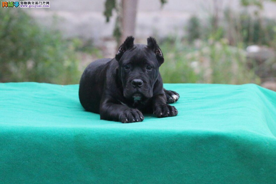 点击大图看下一张：黑色的卡斯罗犬幼犬图片