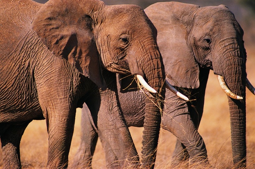 点击大图看下一张：大象图片全集 大象图片