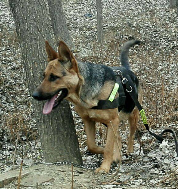 点击大图看下一张：黑背犬动作灵活图片小狗狗