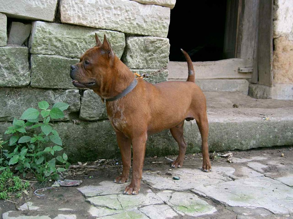 点击大图看下一张：棕色的小川东猎犬图片