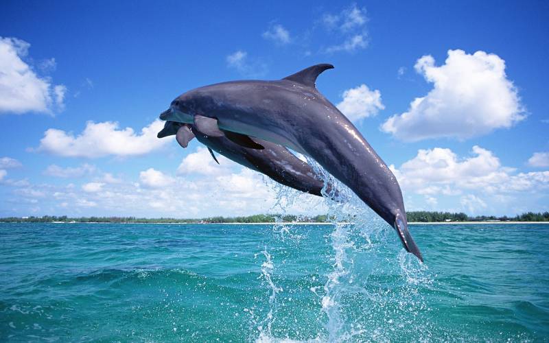 点击大图看下一张：跃出海面欢快洒脱的海豚