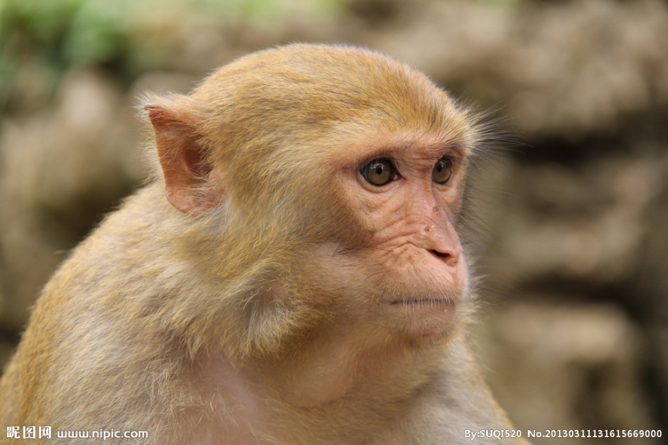 点击大图看下一张：可爱机灵猴子高清摄影图片